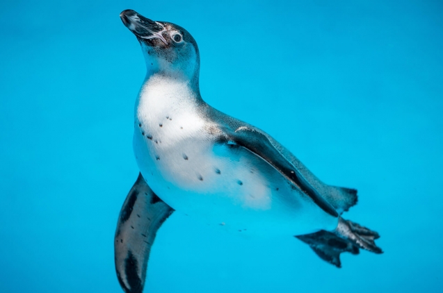 Pingüino pequeño nadando bajo el mar